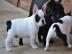 3 Wundersch?ne Franz?sische Bulldogge We