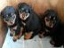 Kr�ftige Rottweiler-Welpen aus Familien