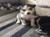 Atemberaubender Siberian Husky-Welpen zu
