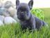 Franz?sische Bulldog Welpen