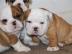 Englische Bulldoggen welpen verf�gbar