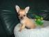 S��e Chihuahua Welpen lang- und kurzhaar