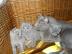 Russisch Blau Katzen / Kitten,  reinrass