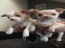 Chihuahua Stammbaum Welpen