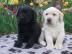Labrador Retriever welpen