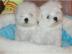 Malteserbabys mit s�ssem Puppengesicht