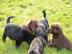 Wundersch�ne Labrador Welpen mit Papiere