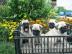s��e Mops Welpen