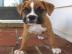 Boxer Welpen suchen neues Zuhause WhatsA