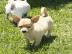 Chihuahuawelpen ,H�ndin und R�den