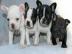 Sch�ne franz�sische Bulldoggen-Welpen