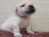Labrador Retriever Welpen 199 EUR