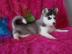 VDH/FCI Reinrassiger Siberain Husky Welp