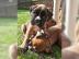 Sch?ne Boxer Welpen mit Papiere