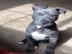 Junger playfull Pittbull ben�tigt ein Ha
