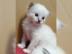 Sie sind da, s��e wundersch�ne Ragdoll-K