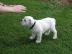 Englische Bulldoggen
