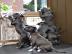 Wundersch�ne American Staffordshire Terr