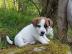 Sch�ne Jack Russell Designerwelpen
