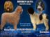 Perro de Agua Espa�ol mit Papiere FCI