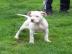 Wundersch�ne reinrassige Dogo Argentino