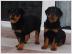 Kr�ftige ADRK Rottweilerwelpen abzugeben