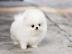 Schoko Choko mini Pomeranian Zwergspitz