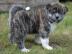 Reinrassige Akita Welpen abzugeben (1 H�