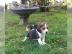 Wundersch�ne Beagle Welpen mit Papiere