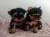 Yorkshire Terrier Welpe