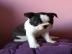 Boston Terrier Welpen reinrassig