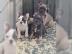 Franz?sische Bulldogge Welpen