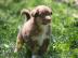 Traumhafte Australian Shepherd
