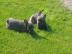 Franz�sische bulldogge welpen