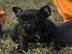 s��er Franz�sisch Bulldogge-Welpen
