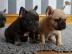 Traumhafte Franz�sische Bulldogge Welpen