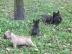 Super s��e Franz�sische Bulldogge Welpen