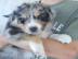 Liebevolles Australian Shepherd Babys mi