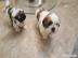 Wundersch?ne Shih Tzu Welpen