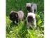 Mops Welpen