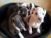 TOP Pitbull Welpen - R�de, Altenburg