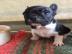 Franz?sische Bulldogge Hundewelpen whats