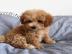 Intelligente Maltipoo-Welpen **KOSTENLOS