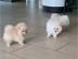 POMERANIAN WELPEN ZWERGSPITZ BABYS