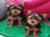 Yorshire Terrier Welpen mit Papieren wha