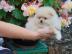 Teeny Tiny Creme pomeranian 6703080656