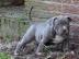 Sehr sch�ne American Bully Welpen