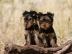 Yorkshire Terrier Welpe sucht ein Zuhaus