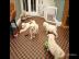 GOLDENDOODLE WELPEN