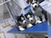 Reinrassige Siberian Husky Welpen